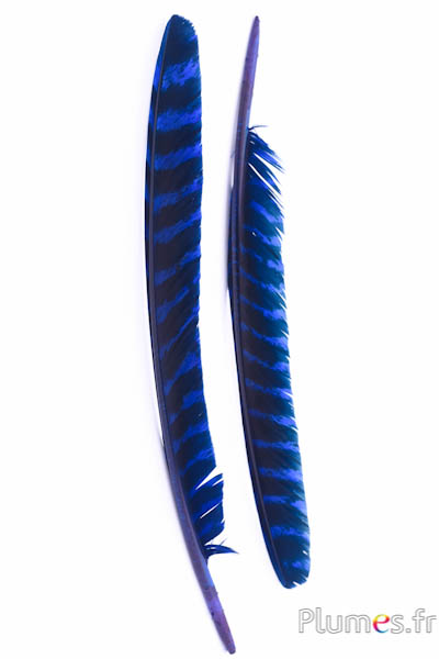Dindon bronze - 33-38 cm - bleu-noir 